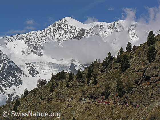 Foto: Balfrin, davor eine Wolken und ein Felsrücken mit Bäumen und einem Wanderweg. 
Auf dem Wanderweg ist eine Gruppe unterwegs.