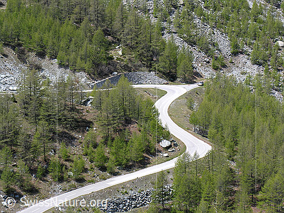 Foto: Die Zufahrstrasse zum Stausee Mattmark windet sich in unzähligen Kurevn durch einen Lärchenwald den Berg hoch.