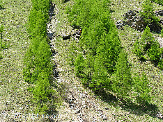 Foto: Lichter Lärchenwald. Die Lärchen leuchten in einem frischen Grün.