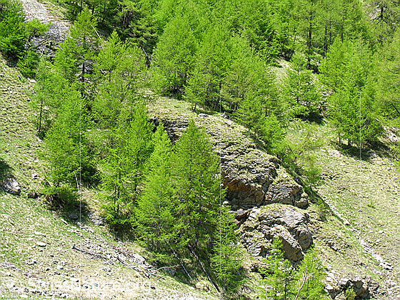 Foto: Lichter Lärchenwald. Die Lärchen leuchten in einem frischen Grün.