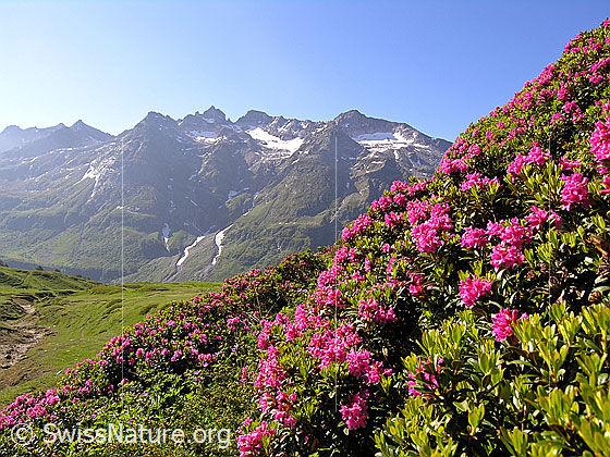 Foto: Rostblättrige Alpenrose 
Lat.: Rhododendron ferrugineum 
Familie: Ericaceae