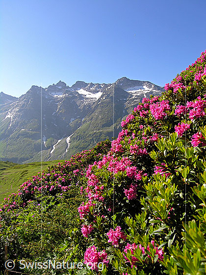 Foto: Rostblättrige Alpenrose 
Lat.: Rhododendron ferrugineum 
Familie: Ericaceae