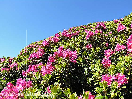 Foto: Rostblättrige Alpenrose 
Lat.: Rhododendron ferrugineum 
Familie: Ericaceae