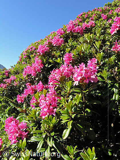 Foto: Rostblättrige Alpenrose 
Lat.: Rhododendron ferrugineum 
Familie: Ericaceae