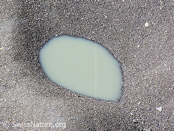 Foto: Am Seeufer des Grimselsees bilden sich bei tiefem Wasserstand interessante Formen.