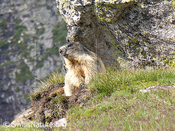 Foto: Murmeltier vor Felsblock 
Ordnung: Rodentia (Nagetiere)
Familie: Sciuridae (Hörnchen)
Unterfamilie: Xerinae (Erdhörnchen)
Gattung: Marmota