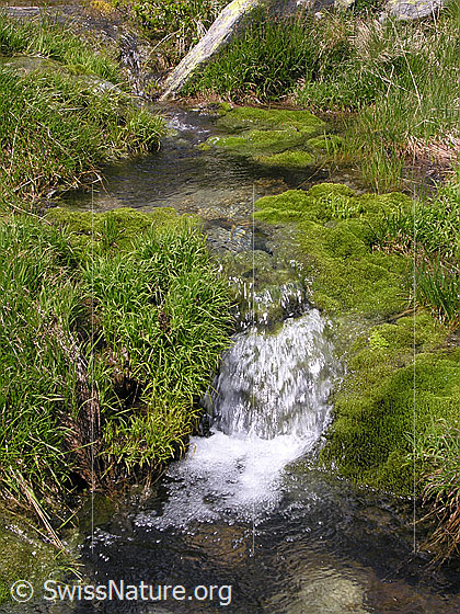Foto: Ein Wasserlauf mit Quellwasser fliesst über kleine Absätze. Das Ufer ist mit Gras und Moos bewachsen.