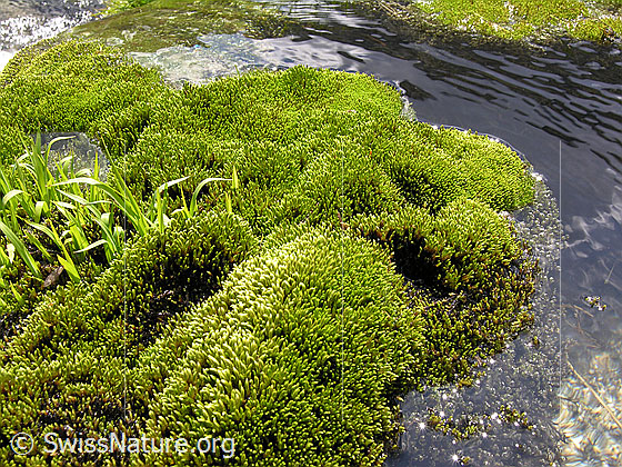 Foto: Ein Wasserlauf umfliesst ein hellgrünes Moospolster.