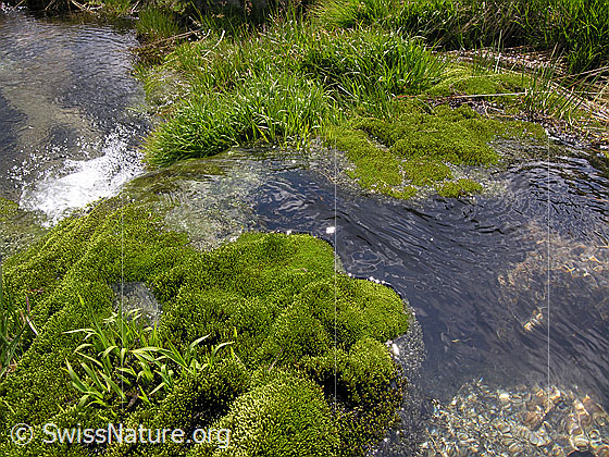 Foto: Ein Wasserlauf umfliesst ein hellgrünes Moospolster und fliesst in ein tiefer gelegenes Wasserbecken..