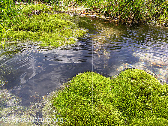 Foto: Ein Wasserlauf umfliesst ein hellgrünes Moospolster.