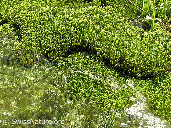 Foto: Hellgrünes Moospolster am Ufer eines Wasserlaufs. Wassertropfen haben sich gebunden und überqueren ganz langsam die Oberfläche des Moospolsters.