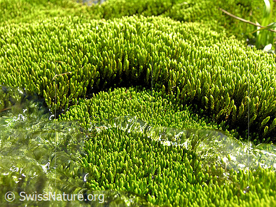 Foto: Hellgrünes Moospolster am Ufer eines Wasserlaufs. Wassertropfen haben sich gebunden und überqueren ganz langsam die Oberfläche des Moospolsters.