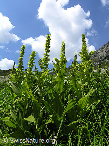 Foto: Eine Gruppe Germer mit blauem Himmel und weissen Wolken im Hintergrund.
Gewöhnlicher Germer
Lat.: Veratrum lobelianum
Familie: Liliaceae
