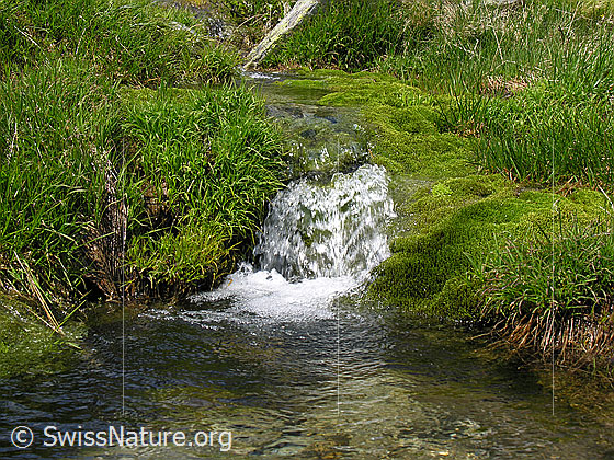 Foto: Ein Wasserlauf mit klarem Wasser fliesst über kleine Absätze. Das Ufer ist mit Gras und Moos bewachsen.