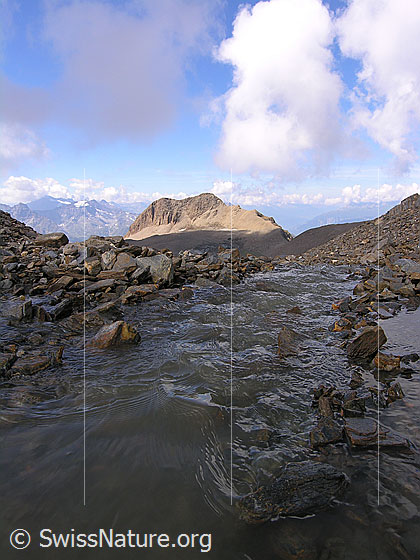 Foto: Blick über einen Abfluss (Gletscherbach) des Rappegletschers zum Holzjihorn.