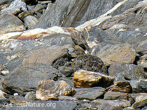 Foto: Schneehuhn (Lagopus mutus)  im Sommerkleid in natürlicher Umgebung. Perfekt getarnt.
Lat.: Lagopus mutus
Ordnung: Galliformes (Hühnervögel)
Familie: Phasianidae (Fasanenartige)
Unterfamilie: Tetraoninae (Raufusshühner)
Gattung: Lagopus (Schneehühner)