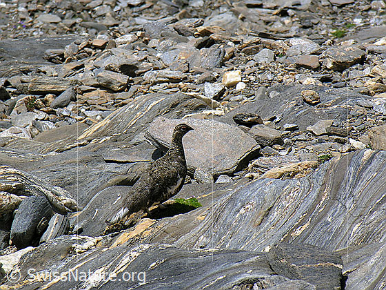 Foto: Schneehuhn (Lagopus mutus)  im Sommerkleid in natürlicher Umgebung. 
Lat.: Lagopus mutus
Ordnung: Galliformes (Hühnervögel)
Familie: Phasianidae (Fasanenartige)
Unterfamilie: Tetraoninae (Raufusshühner)
Gattung: Lagopus (Schneehühner)