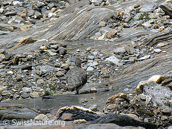 Foto: Alpenschneehuhn (Lagopus mutus) im Sommerkleid in natürlicher Umgebung. 
Lat.: Lagopus mutus
Ordnung: Galliformes (Hühnervögel)
Familie: Phasianidae (Fasanenartige)
Unterfamilie: Tetraoninae (Raufusshühner)
Gattung: Lagopus (Schneehühner)