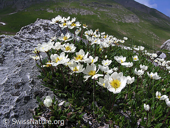 Foto: Silberwurz
Lat.: Dryas octopetala
Familie: Rosaceae