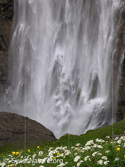 Foto: Grosser Wasserfall (Engstligenfälle) mit Blumenwiese im Vordergrund. Das Wasser stürzt tosend über eine hohe Felswand (Ausschnitt).