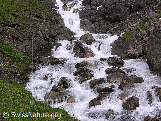 Foto: Der Engstligenbach fliesst als sprudelnder Bergbach zwischen Felsblöcken hindurch.