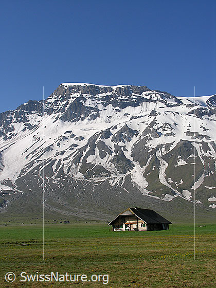 Foto: Alphütte auf der Hochebene der Engstligenalp mit Grossstrubel im Hintergrund.
