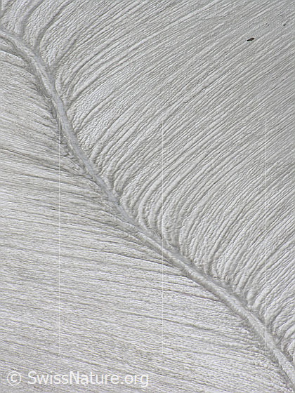Foto: Interessante Struktur in einem Schneefeld. Regen und Schmelzwasser haben Rinnen geformt.