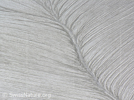 Foto: Interessante Struktur in einem Schneefeld. Regen und Schmelzwasser haben Rinnen geformt.