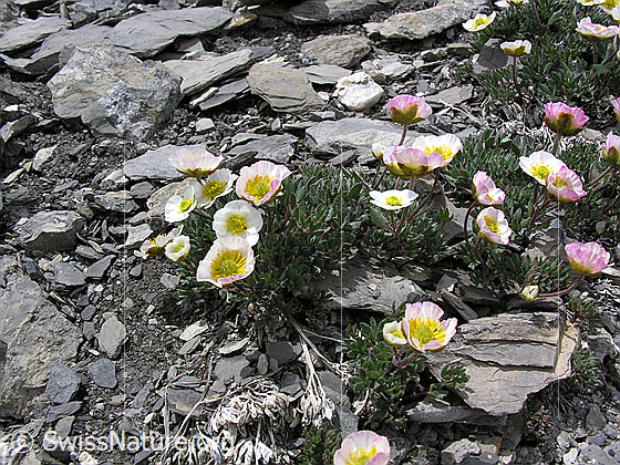 Foto: Gletscher-Hahnenfuss
Lat.: Ranunculus glacialis
Familie: Ranunculaceae (Hahnenfussgewächse)