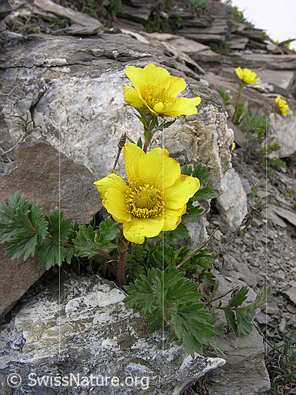 Foto: Kriechende Berg-Nelkenwurz
Lat.: Geum reptans
Familie: Rosaceae (Rosengewächse)
