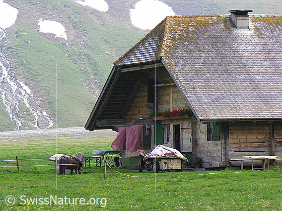 Foto: Alpaufzug auf der Engstligenalp. Kurz nach der Ankunft wurden Matratzen und Tücher zum Auslüften vor die Alphütte gebracht. Der Einachser ist noch mit Material für den Alpsommer beladen.