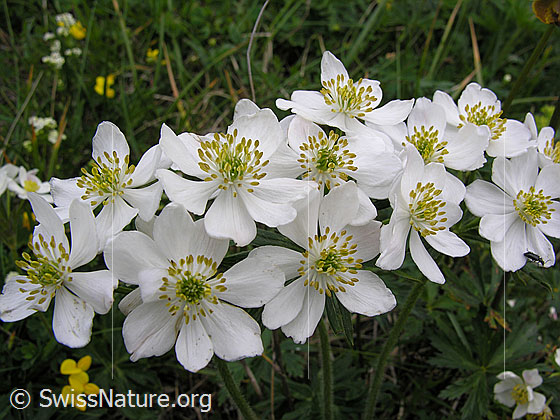 Photo: Anemone narcissiflora. Numerous flowers.
Lat.: Anemone narcissiflora
Family: Ranunculaceae
Genus: Anemone