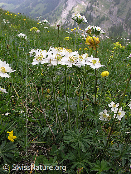 Photo: Anemone narcissiflora. Whole plant (habiti).
Lat.: Anemone narcissiflora
Family: Ranunculaceae
Genus: Anemone