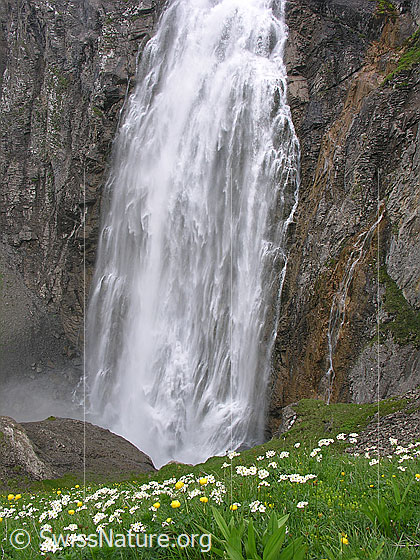 Foto: Grosser Wasserfall (Engstligenfälle) mit Blumenwiese im Vordergrund. Das Wasser stürzt tosend über eine hohe Felswand.