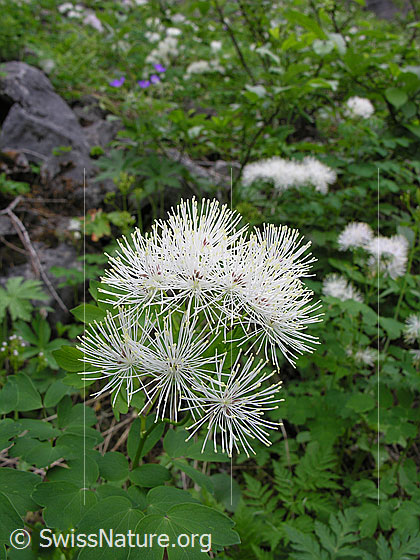 Foto: Akeleiblättrige Wiesenraute
Lat.: Thalictrum aquilegiifolium
Familie: Ranunculaceae