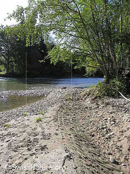 Foto: Emme bei Hasle-Rüegsau. Im Vordergrund eine Sandbank.