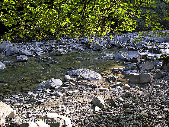 Foto: Morgenstimmung am Oberlauf der Emme. 
Klares Wasser fliesst in Bachbett, in welchem grössere Felsblöcke liegen. Im oberen Bildteil Laub eines Baumes im Gegenlicht.
