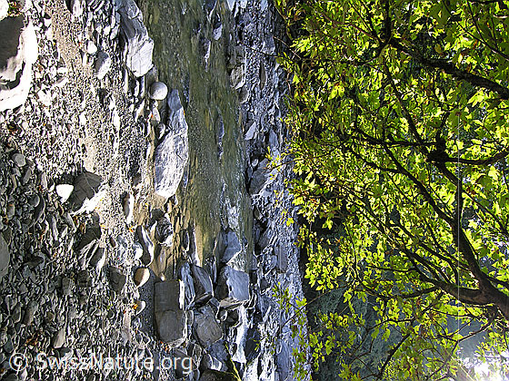 Foto: Morgenstimmung am Oberlauf der Emme. 
Klares Wasser fliesst in Bachbett, in welchem grössere Steine liegen. Im oberen Bildteil Laub eines Baumes im Gegenlicht.