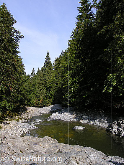 Foto: Am Oberlauf der Emme. Die junge Emme fliesst über ausgewaschene Felsen abwärts. Der Fluss wird auf beiden Seiten von Tannenwald gesäumt.