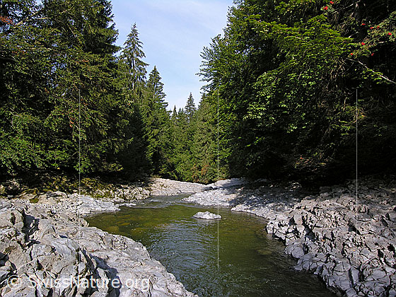 Foto: Am Oberlauf der Emme. Die junge Emme fliesst über ausgewaschene Felsen abwärts. Der Fluss wird auf beiden Seiten von Tannenwald gesäumt.