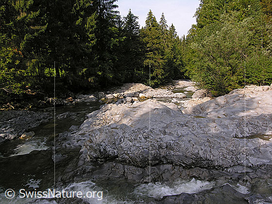 Foto: Am Oberlauf der Emme. Die junge Emme fliesst über ausgewaschene Felsen abwärts. Der Fluss wird auf beiden Seiten von Tannenwald gesäumt.