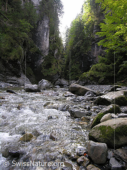 Foto: Am Oberlauf der Emme. Die junge Emme fliesst aus einer Schlucht durch ein mit grossen Steinen belegtes Bachbett.