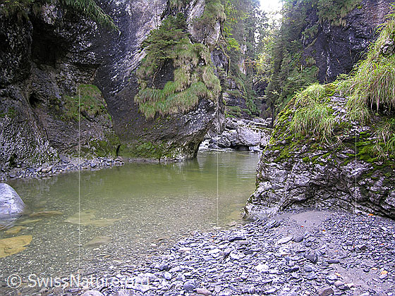 Foto: Am Oberlauf der Emme. Die junge Emme fliesst ruhig aus einer Schucht. Die praktisch senkrechten Felswände der Schlucht sind zum Teil mit Gras bewachsen.