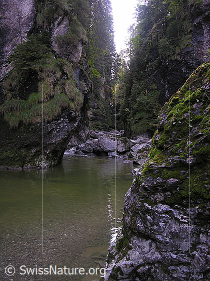 Foto: Am Oberlauf der Emme. Die junge Emme fliesst ruhig aus einer Schucht. Die praktisch senkrechten Felswände der Schlucht sind zum Teil mit Gras bewachsen.