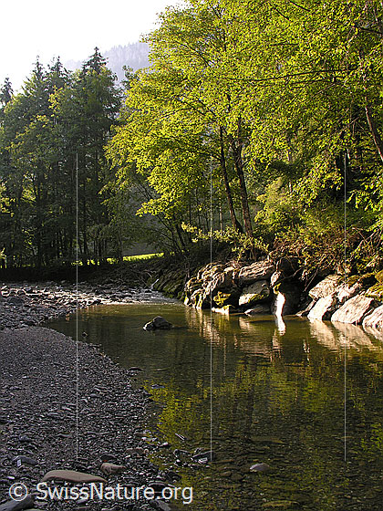 Foto: Morgenstimmung an der Emme. Ruhig fliesst die junge Emme talwärts. Am Ufer Laubbäume, welche im Gegenlicht leuchten. Mit schwacher Spiegelung.
