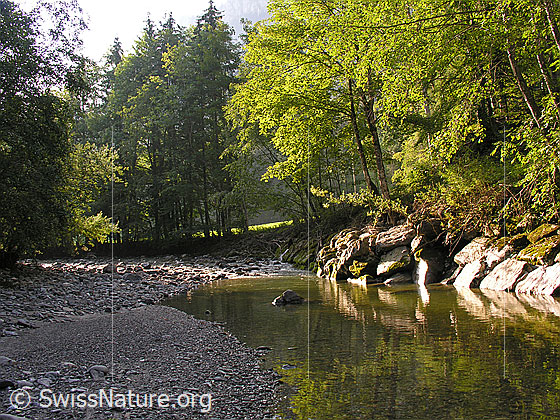 Foto: Morgenstimmung an der Emme. Ruhig fliesst die junge Emme talwärts. Am Ufer Laubbäume, welche im Gegenlicht leuchten. Mit schwacher Spiegelung.