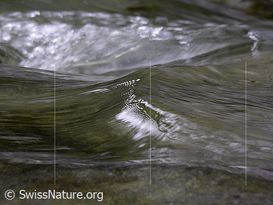 Foto: Am Oberlauf der Emme: Kleinen Welle, deren Oberfläche wenig später bricht.