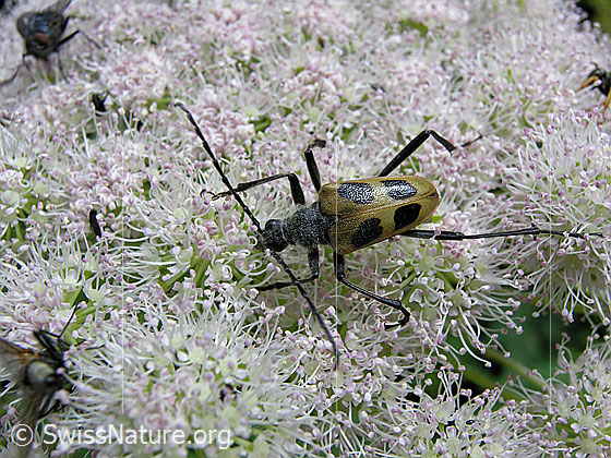 Foto: Gelber Vierfleckbock (Pachyta quadrimaculata) auf Blüte.
Lat.: Pachyta quadrimaculata
Familie: Cerambicidae (Bockkäfer)
Unterfamilie: Lepturinae (Schmalböcke)