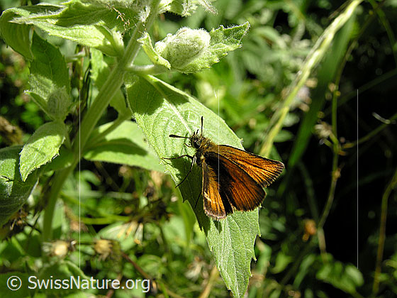 Foto: Rostfarbener Dickkopffalter auf grünem Blatt.
Lat.: Ochlodes venatus
Familie: Hesperiidae (Dickkopffalter)