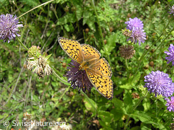 Foto: Grosser Perlmutterfalter bei der Nahrungsaufnahme. Flügel geöffnet.
Lat.: Argynnis aglaja